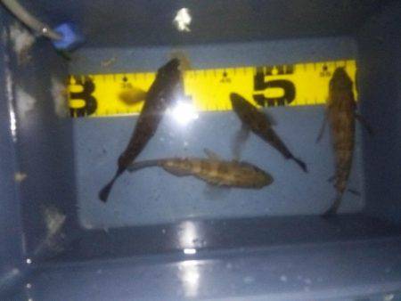 レギュラーサイズ