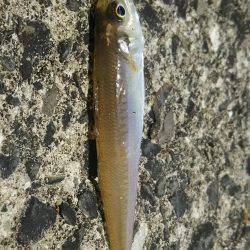 夕間づめのみの釣行