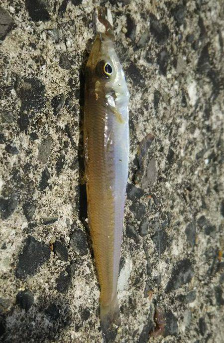 夕間づめのみの釣行