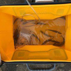 湖西のホンモロコ&コアユ釣り