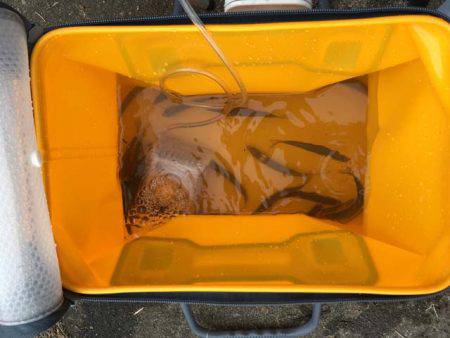 湖西のホンモロコ&コアユ釣り