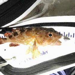 テクトロマスター？