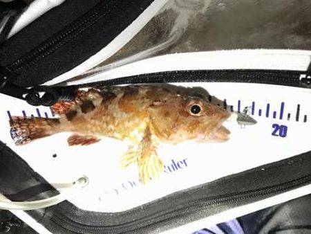 テクトロマスター？