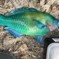 フカセでダツ他色とりどり！