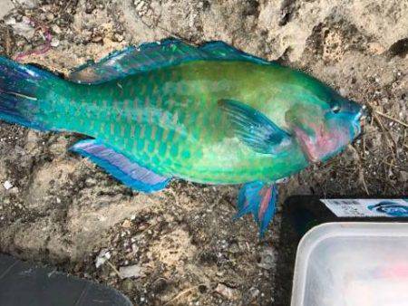 フカセでダツ他色とりどり！