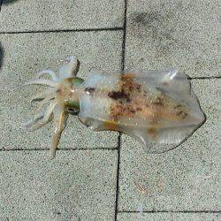 必殺　よそ見釣法