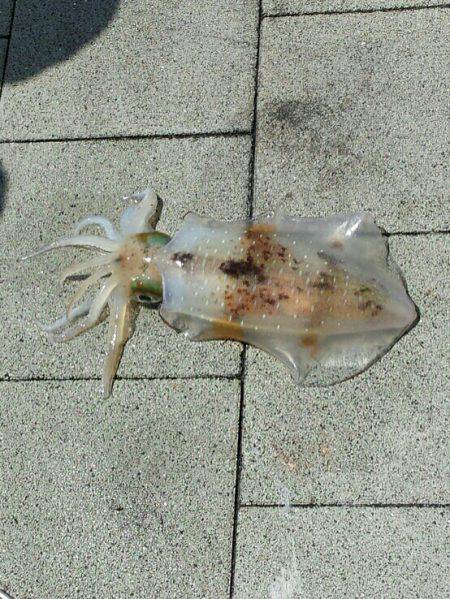 必殺　よそ見釣法