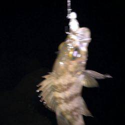 シーバスからのメバル