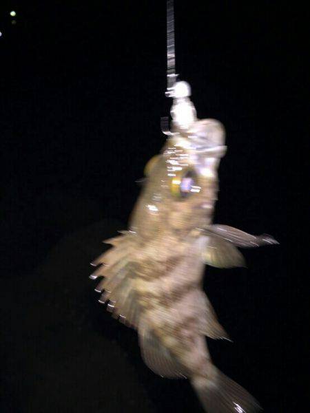 シーバスからのメバル