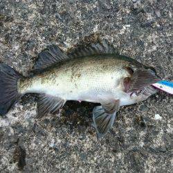 無限に豆アジ、小サバ、イワシ、たまにメバル