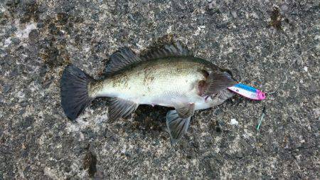 無限に豆アジ、小サバ、イワシ、たまにメバル