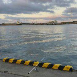 秋田市中島ふ頭でアジ