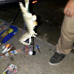 珍しくドンコこない