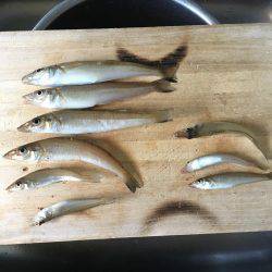 メバルロッドでちょい投げ