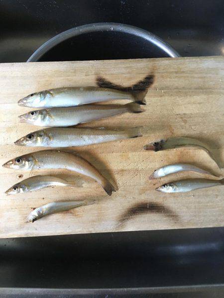 メバルロッドでちょい投げ