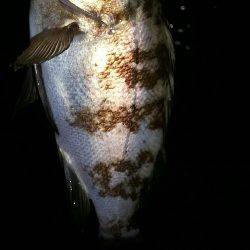 サイズのびない