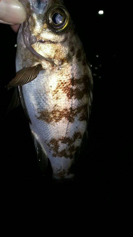 サイズのびない