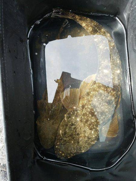 マゴチ60センチ！