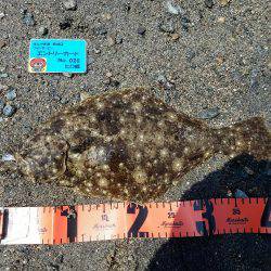 ヒラメつれた・・しかし