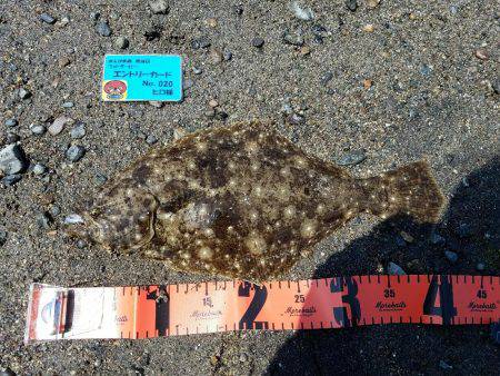 ヒラメつれた・・しかし