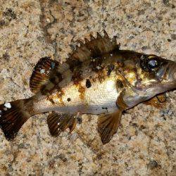 アジからのメバル!