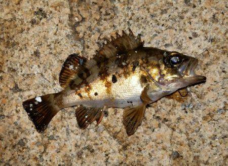 アジからのメバル!