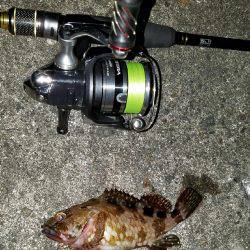 シーバス調剤師からのキビレ！