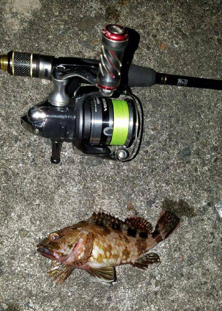 シーバス調剤師からのキビレ！