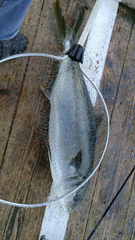 釣り堀　田尻にて