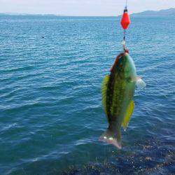 釣れましたよ！