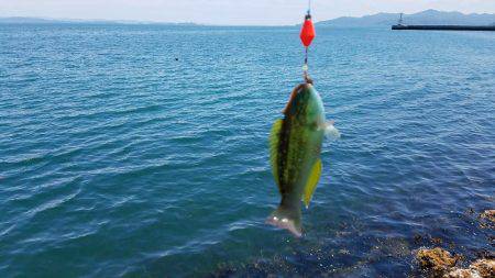 釣れましたよ！