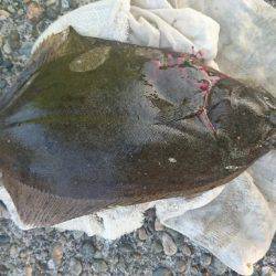 アジをぶっこんで…