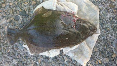 アジをぶっこんで…