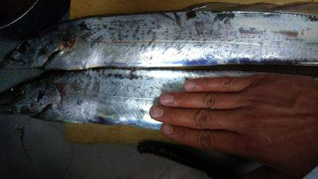 今年初のタチウオ