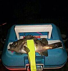 GWプレッシャー高いなぁ