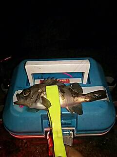 GWプレッシャー高いなぁ