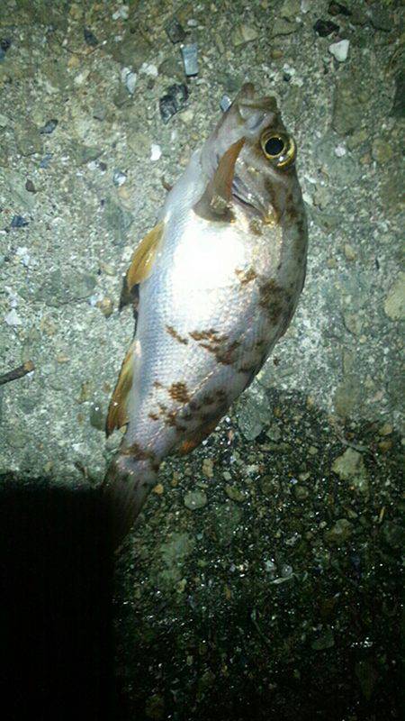 初メバル。カサゴ。