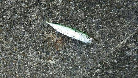 風が強かった下津周辺