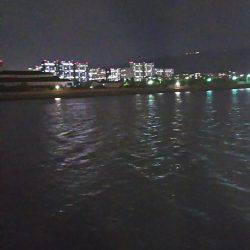 今夜もシーバス