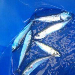 シーサイドコスモ メバル