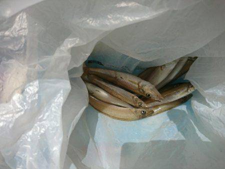 天ぷら用にキス