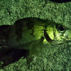 アジを求めて・・・