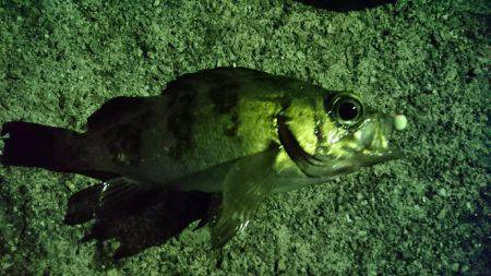 アジを求めて・・・