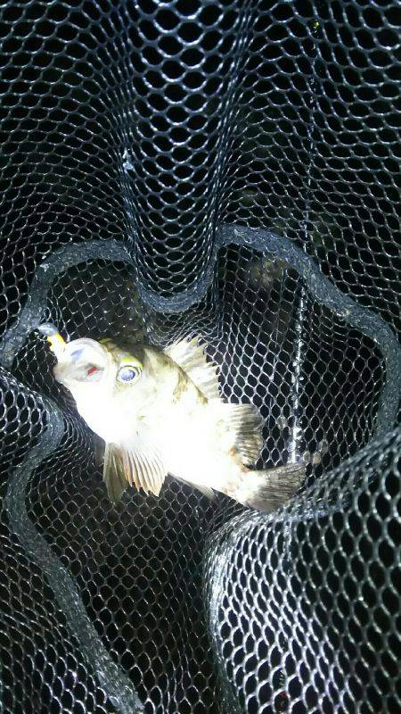 ずぶ濡れメバリング