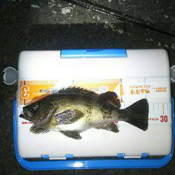 チニング釣れずメバリング