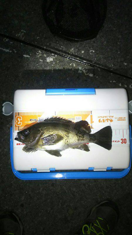 チニング釣れずメバリング