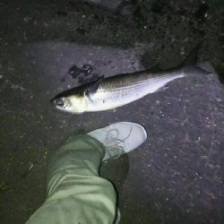 バチ抜けシーバス南港