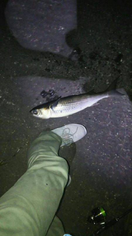 バチ抜けシーバス南港