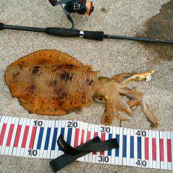 今期初のアオリイカ釣行