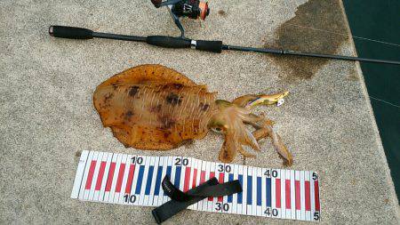 今期初のアオリイカ釣行